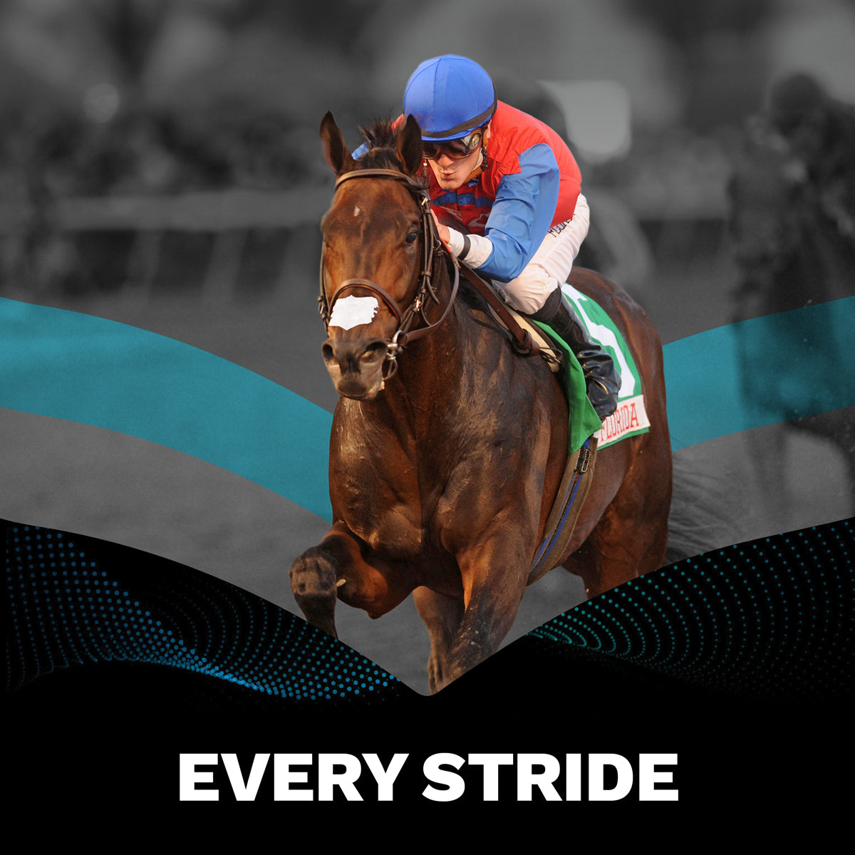 Equine Nasal Strips